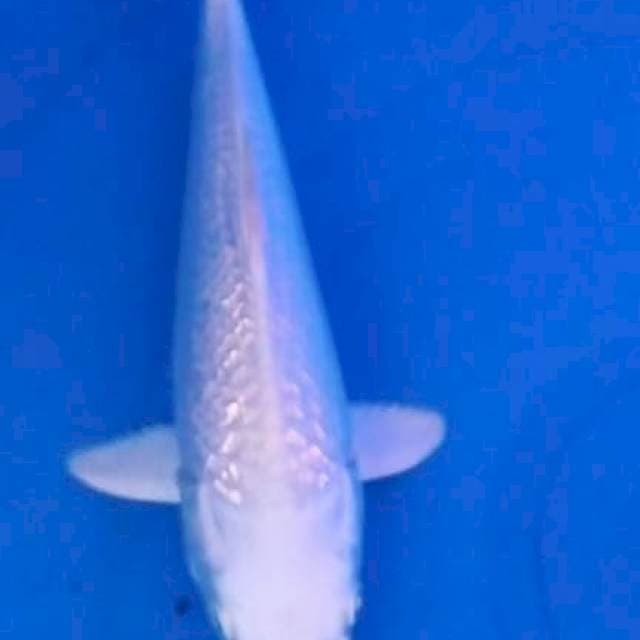 Platinum salju gindrin 22cm