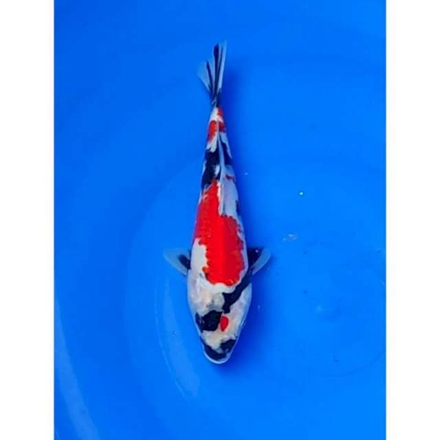 Kindai Showa Motogoro Original 23cm (F)