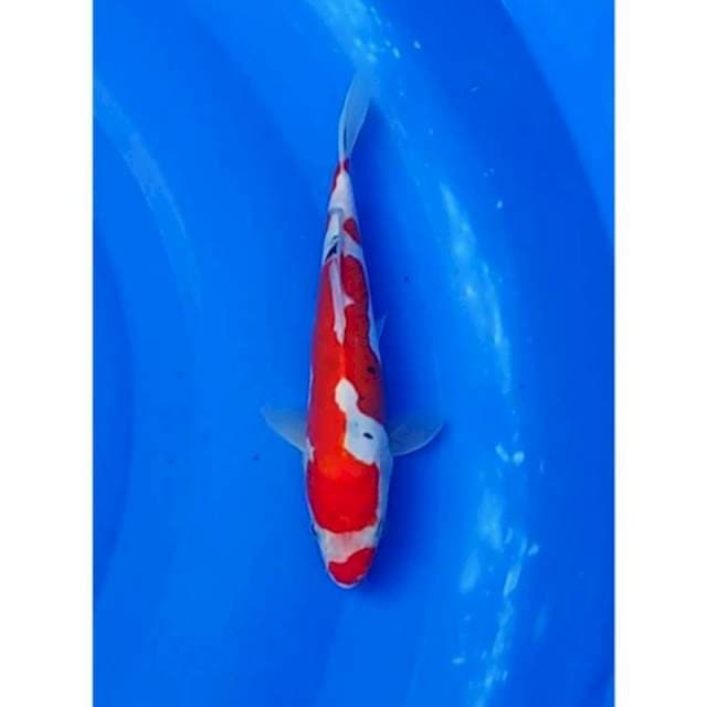 Kuchibeni Sanke Doitsu Original 21cm (F)