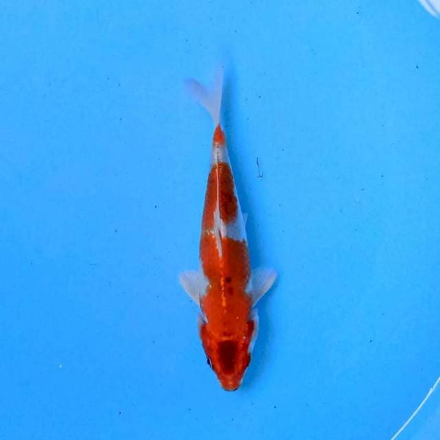 Kikusui 18cm