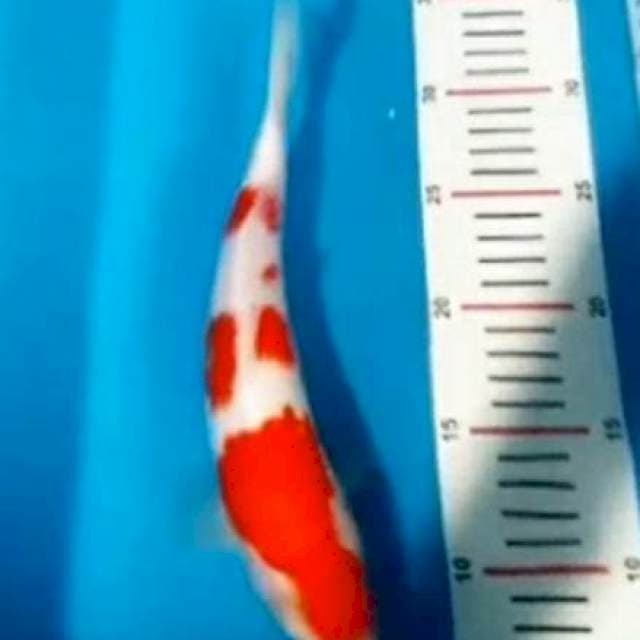 Dainichi Kohaku