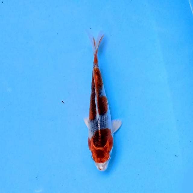 Kujaku 17cm