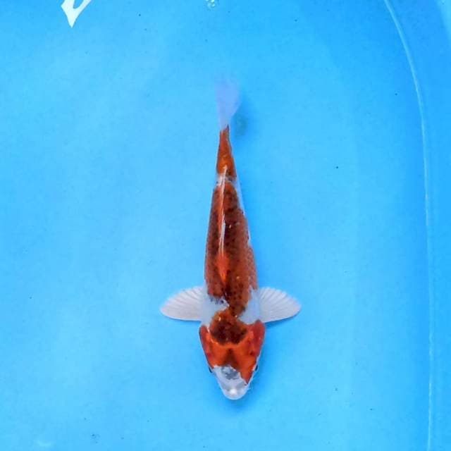 Kujaku 18cm