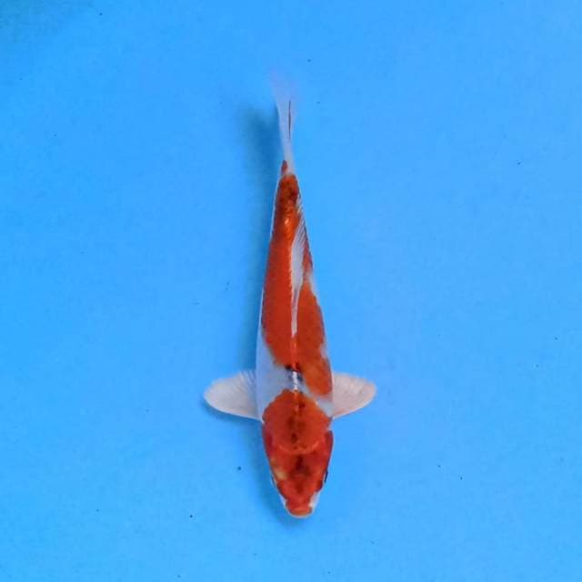 Kujaku 18cm
