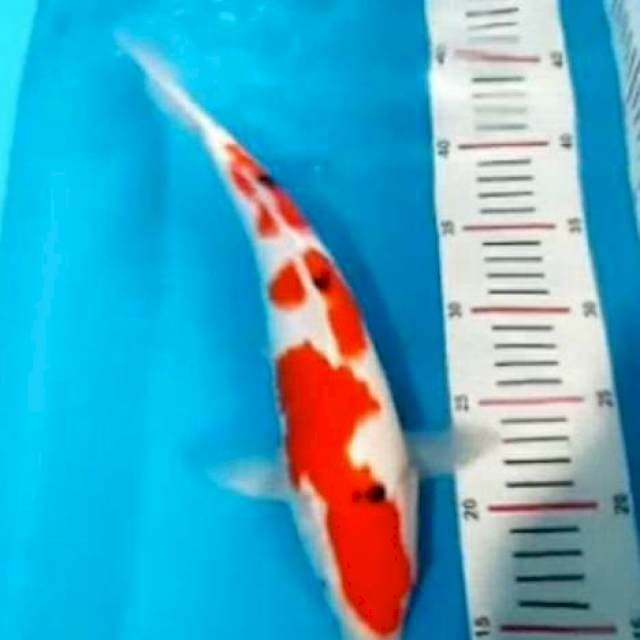 Dainichi Sanke