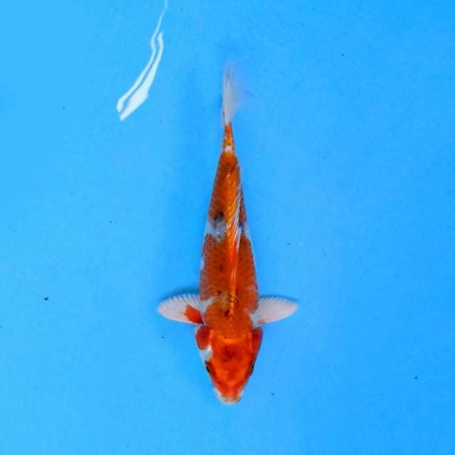 Kin Showa 20cm