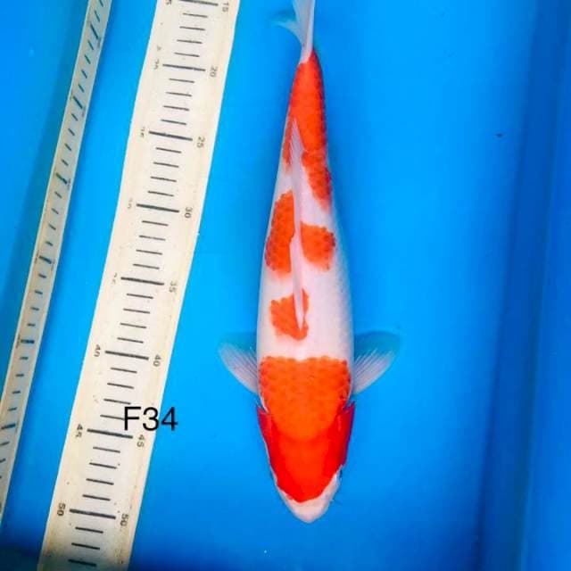 Kohaku 34cm
