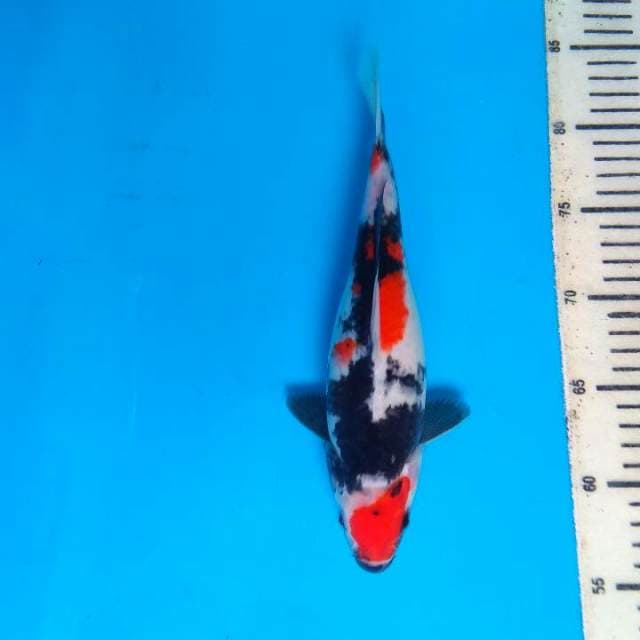 Showa 26cm