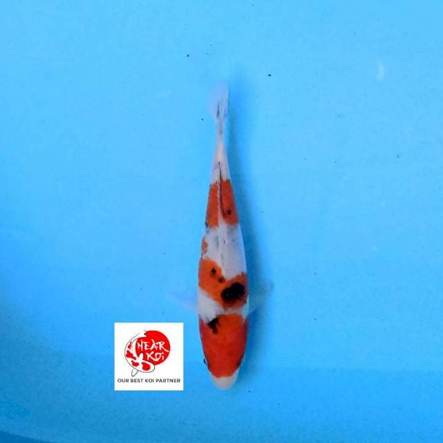 Sanke 17 cm