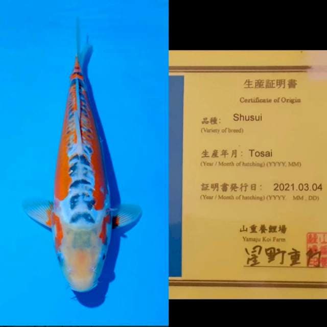 Shusui " YAMAJU" 35bu