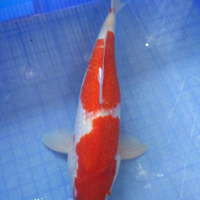 Merah Merona33