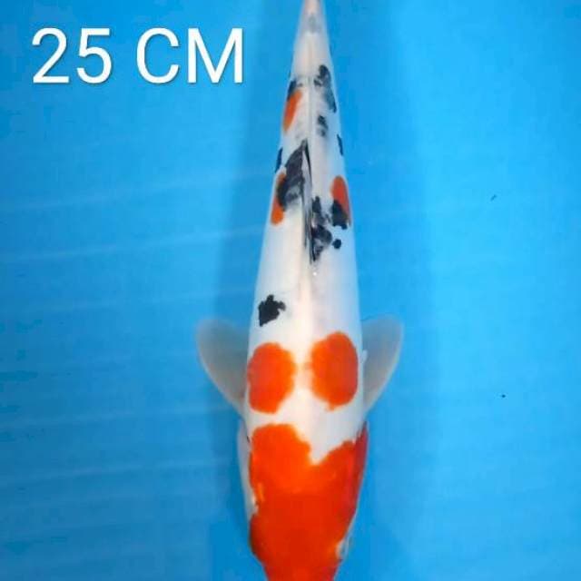 Sanke doitsu 25Cm