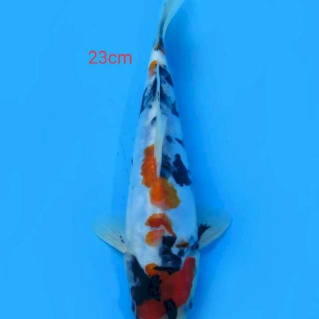 Showa doitsu 23 cm