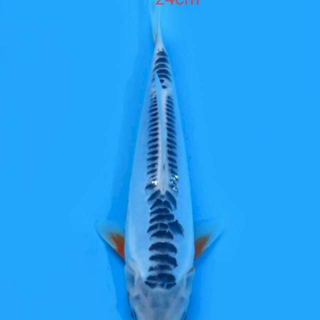 Shusui 24 cm