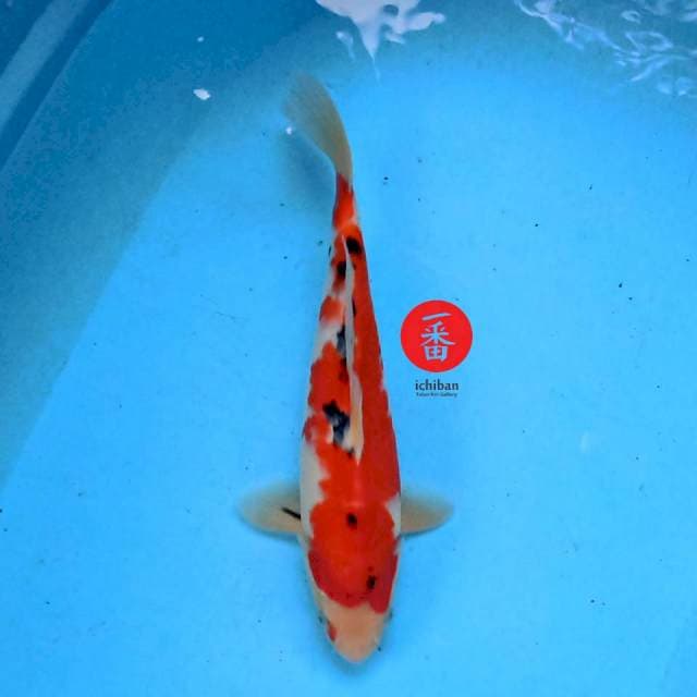 Sanke 30 cm