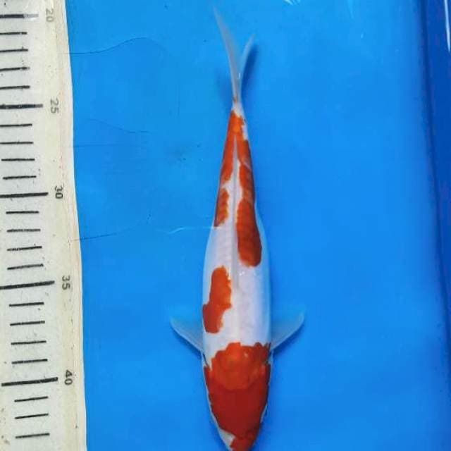 Kohaku doit 23cm