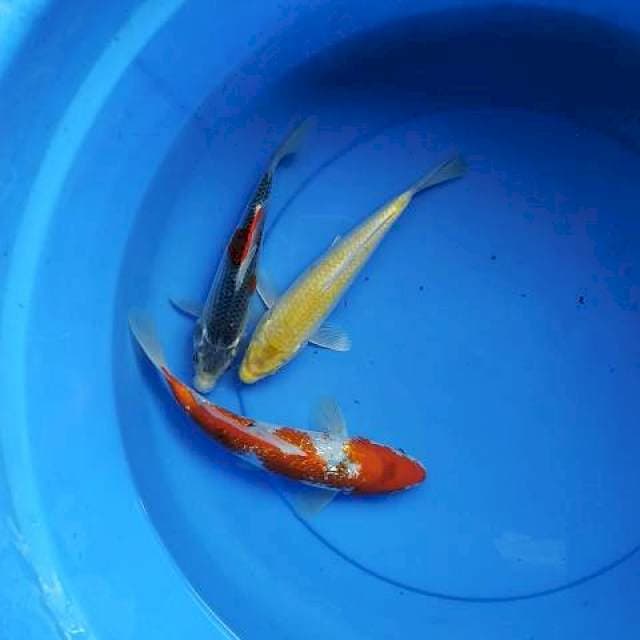 Mix 22-25 cm