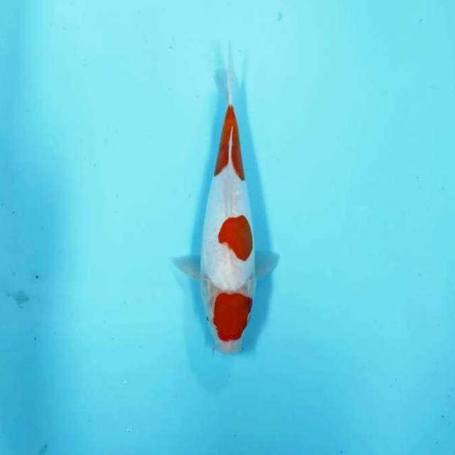 KOHAKU CEPLOK 3