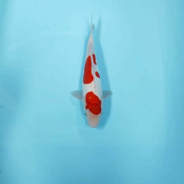 KOHAKU GOOD SKIN