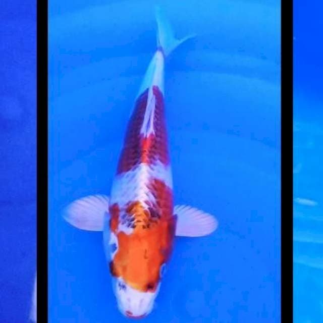 Kojaku 28cm