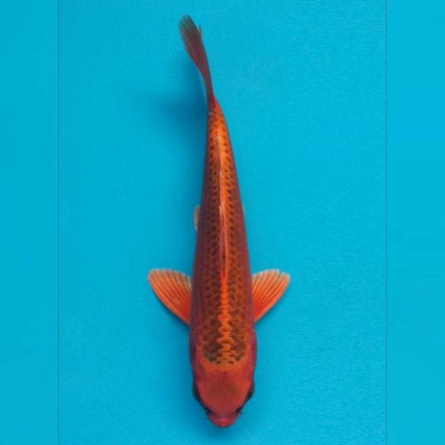 Red Dragon - Aka Matshuba Ciamik