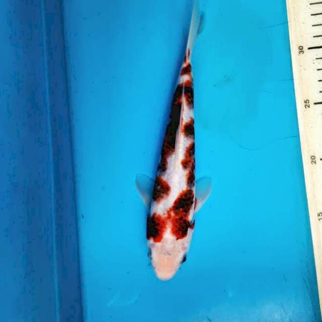 Koromo 24cm