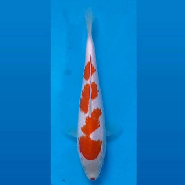 Kohaku, 16 cm