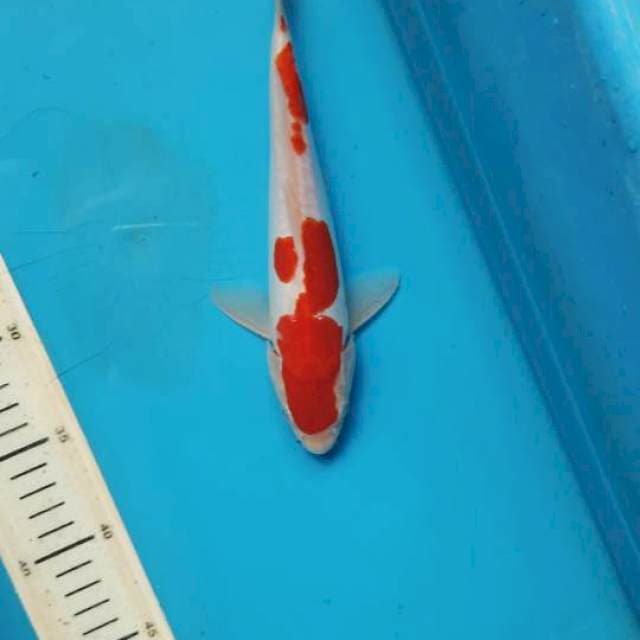Kohaku doit 24cm
