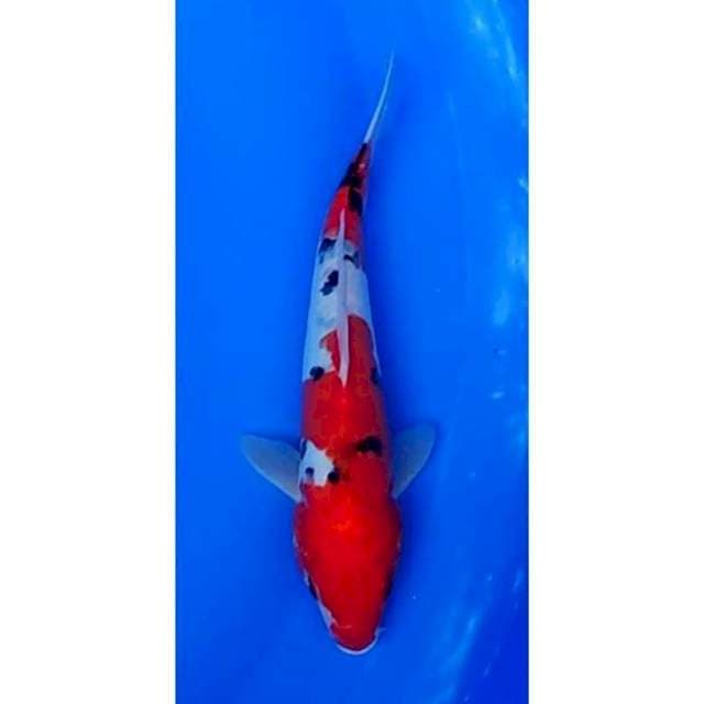 2step Original Sanke Doitsu 22cm (M)