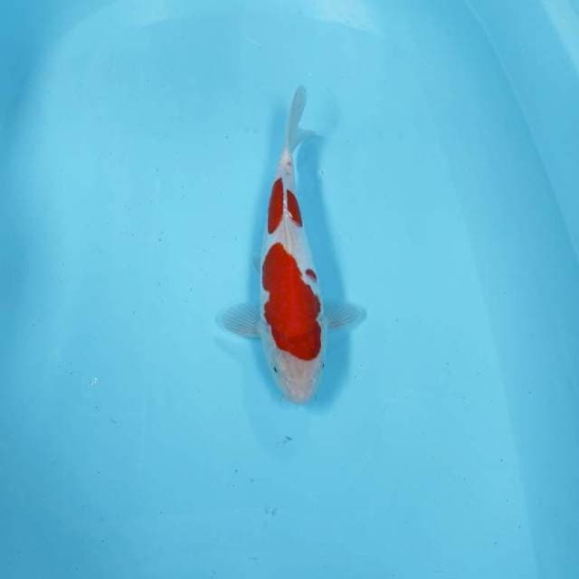 KOHAKU 2 STEP
