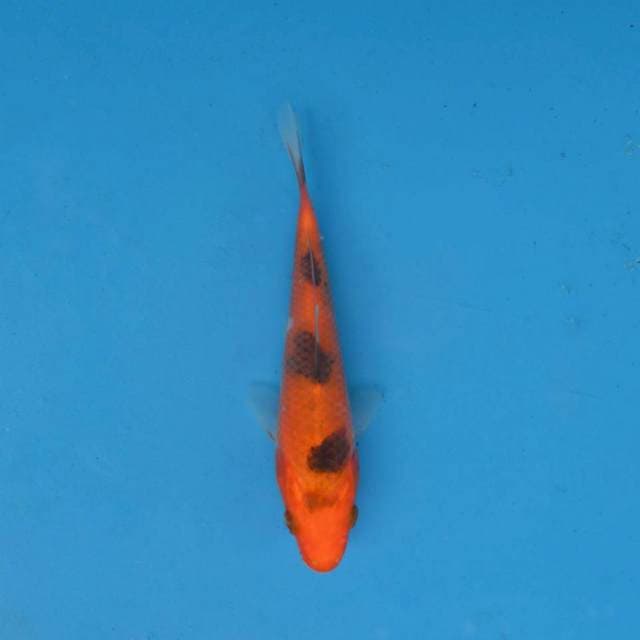 Aka Bekko F1