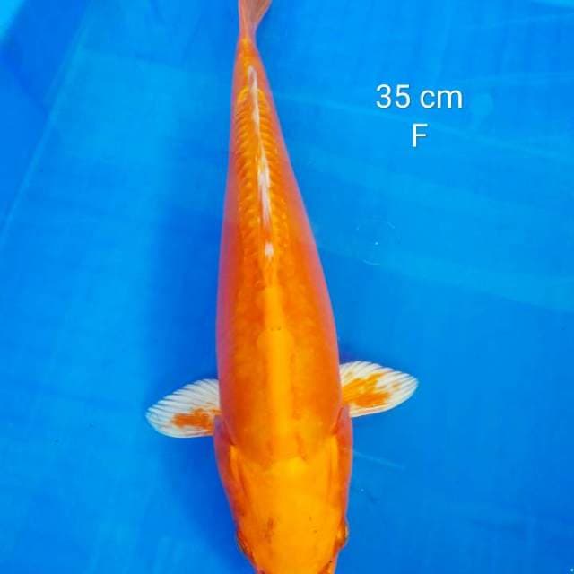 Orenji 35 cm
