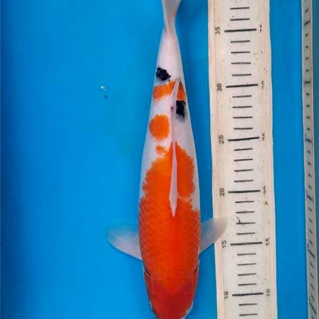 Sanke 34cm