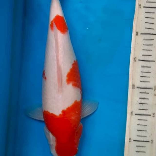 Kohaku 37cm