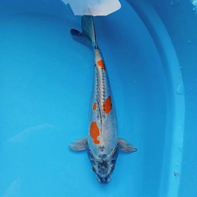 KIKO 30CM BULKY