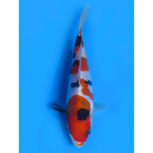 Sanke Doitsu murni - 17cm Male