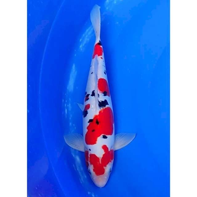 HQ Doitsu Sanke Murni Original Patern 34cm (M)
