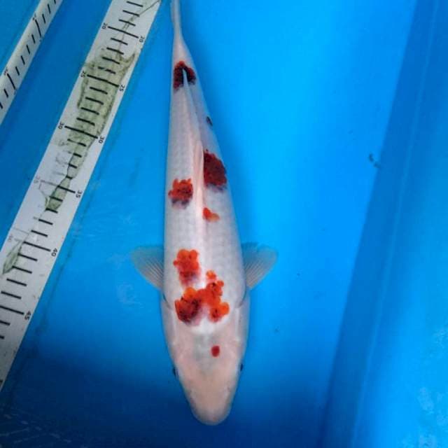 GOROMO 38 cm