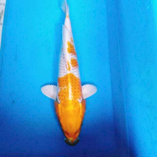 HARIWAkE 31 cm