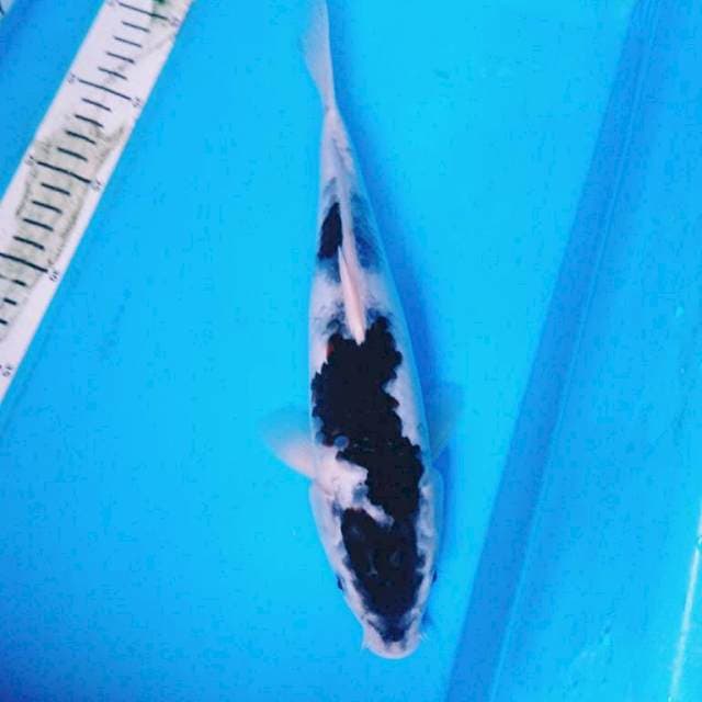 BUDO GOROMO 32 cm