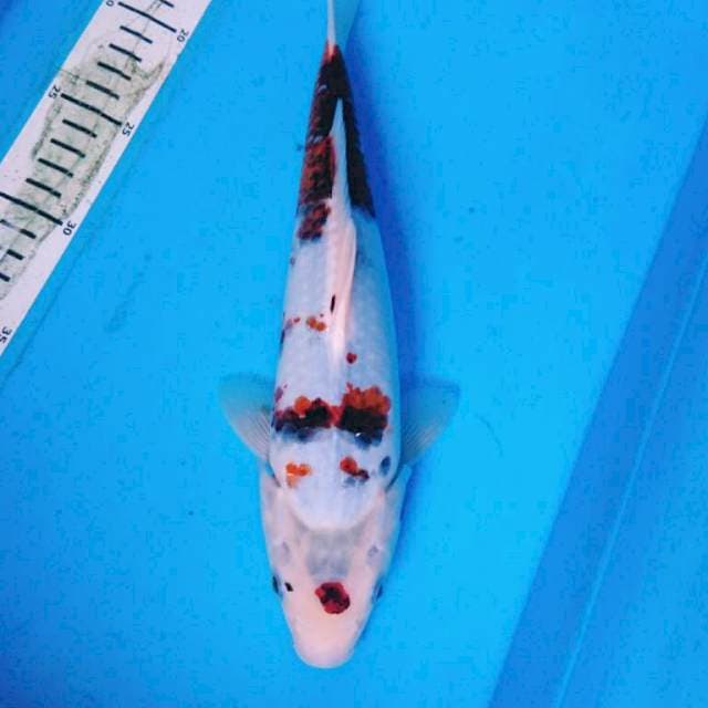 GOROMO 30 cm