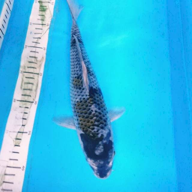 ANTIK 32 cm