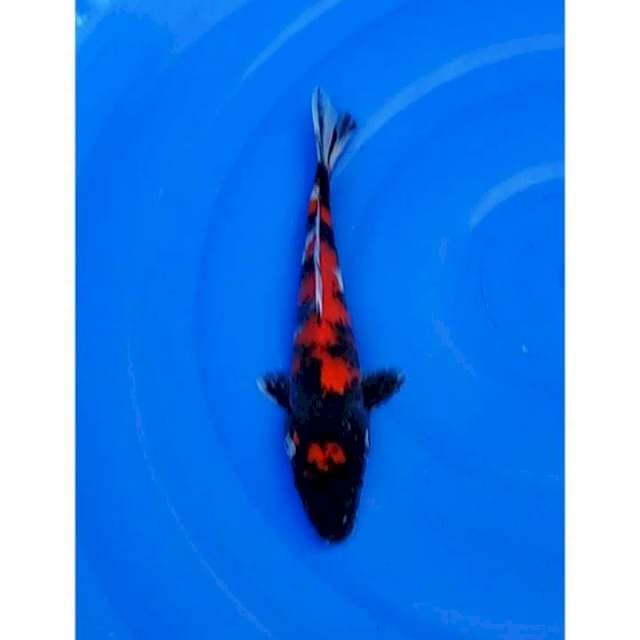 Showa Sanshoku Motogoro Original 24cm (F)