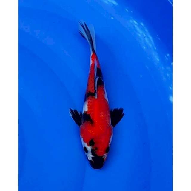 Short Body (Rare) Showa Sanshoku 22cm (F)