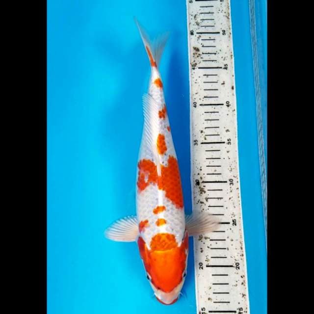 KUJAKU 34 CM