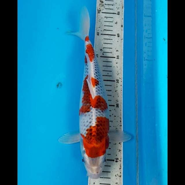 RED GOSHIKI 32 CM