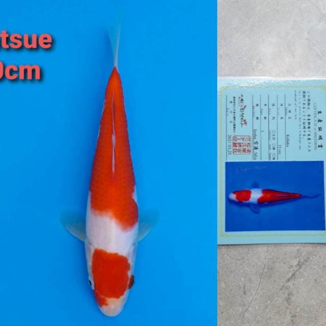 Matsue Kohaku 20cm certi