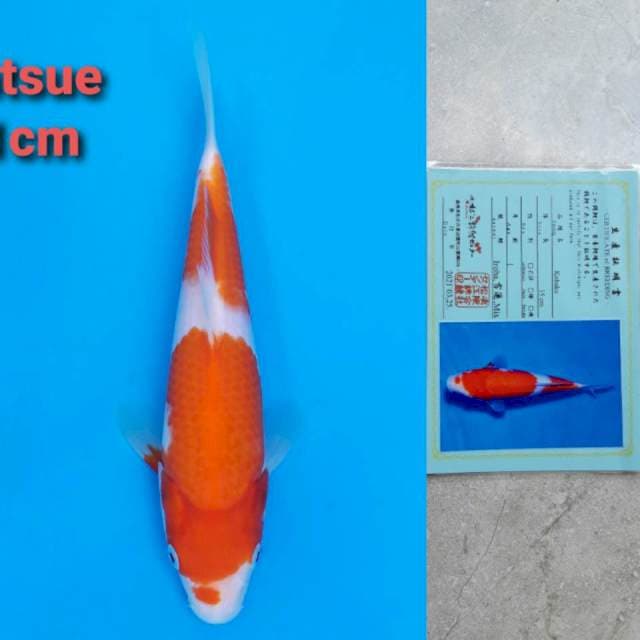 Matsue Kohaku 21cm certi (kepala dekik)