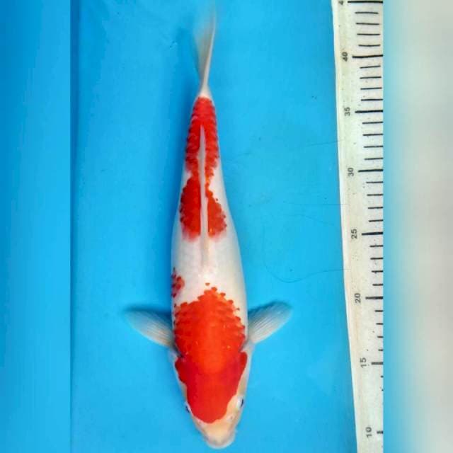 Kohaku, 31cm female