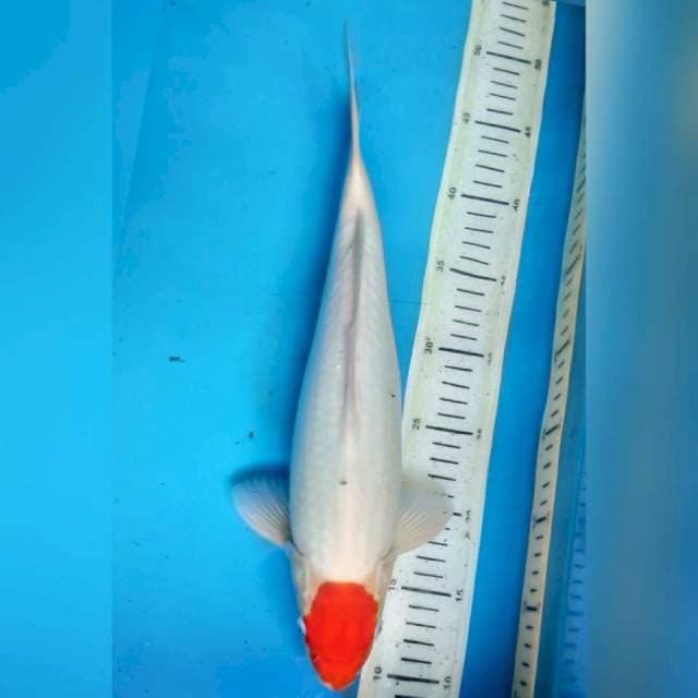Tancho ORI, 37cm male
